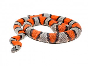 Grey-banded Kingsnake (Lampropeltis alterna) - ReptileTalk NET